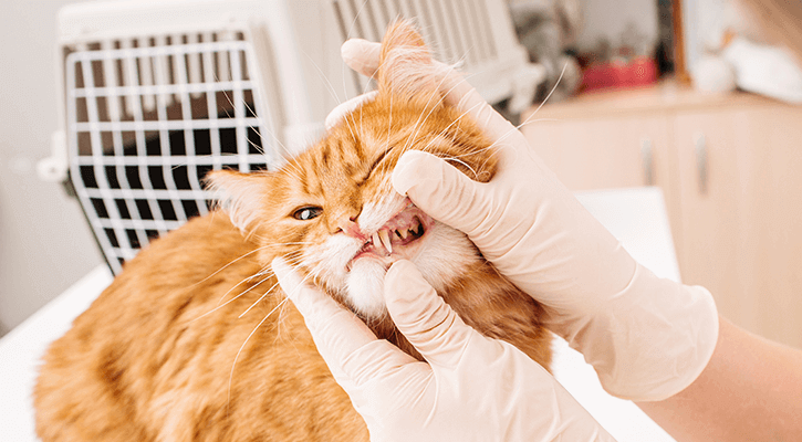 Dental-Care-1 Dental-Care-1