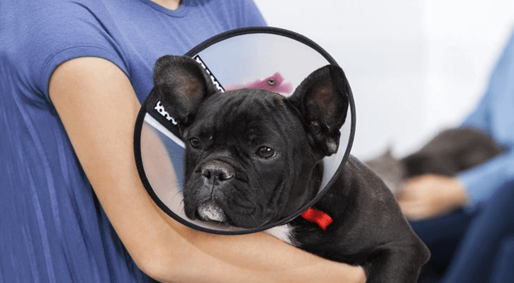 Spay-Neuter-1 Spay-Neuter-1