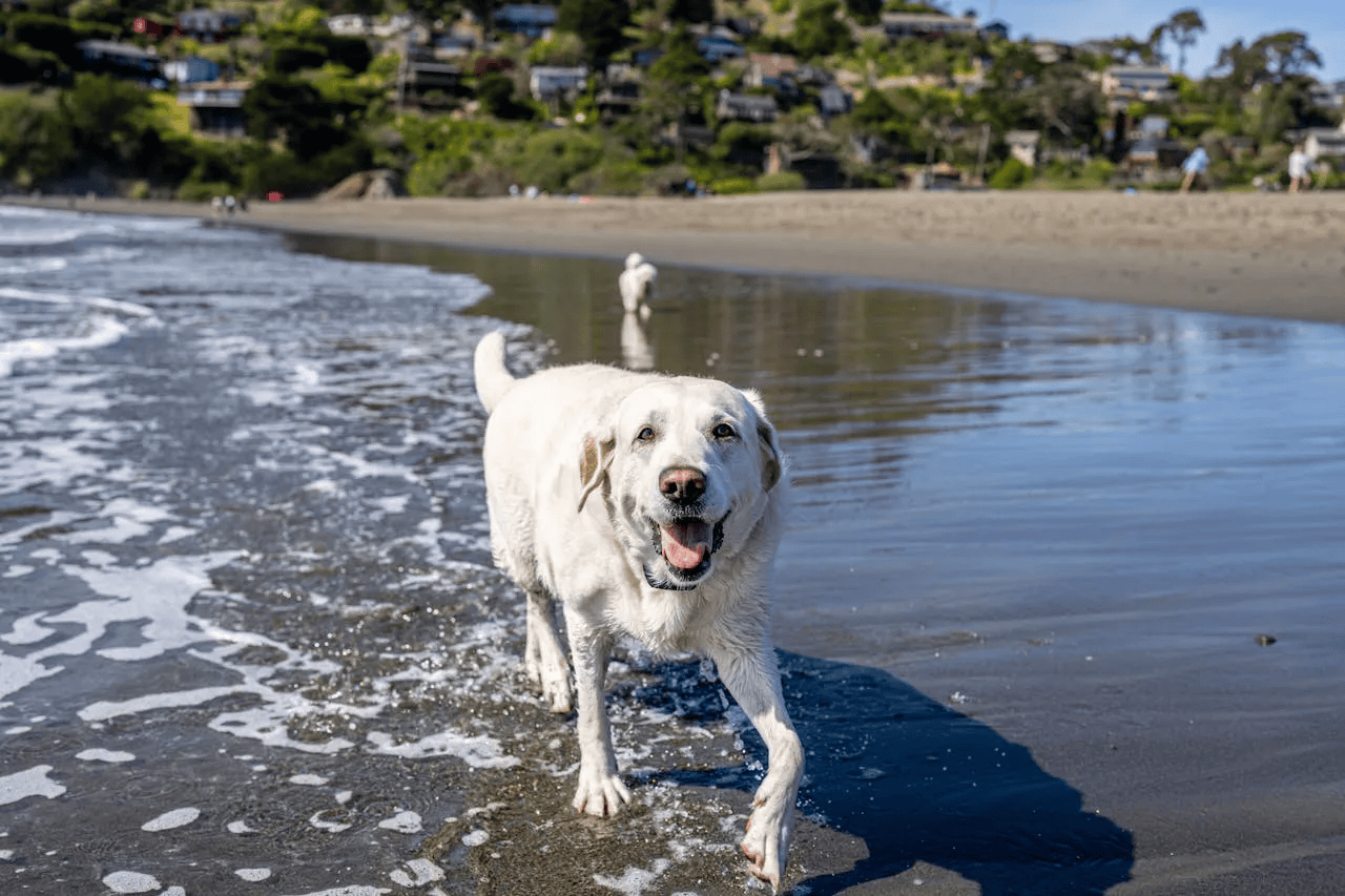 areas_1 Dog