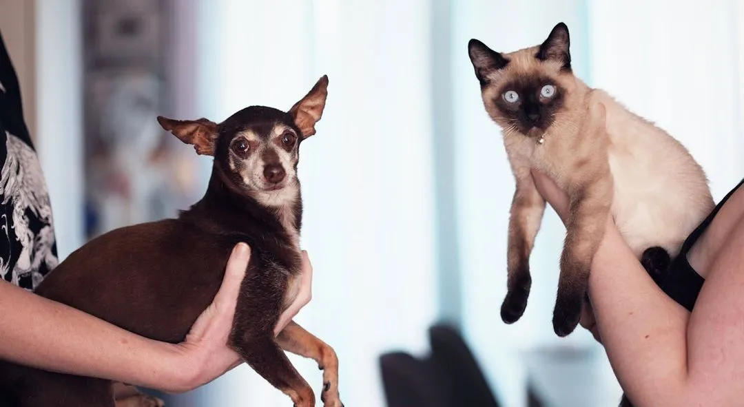 cat-dog_1cat-dog Pets