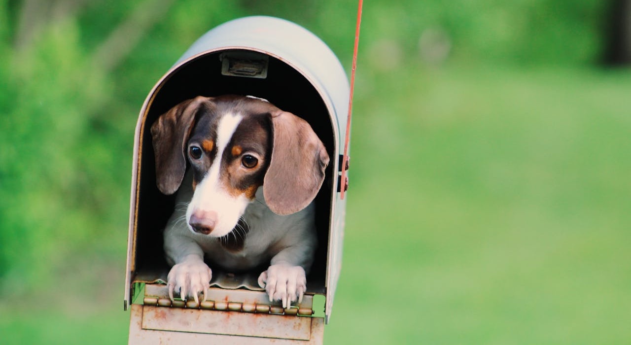 dog-contact dog-contact