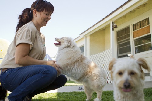 kennel_worker_playswithdogs kennel_worker_playswithdogs