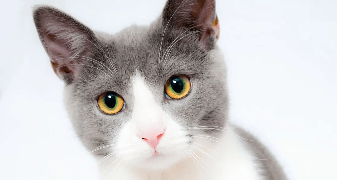 pet-pain_1pet-pain Cat