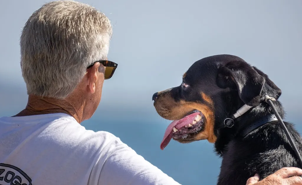 senior-dog